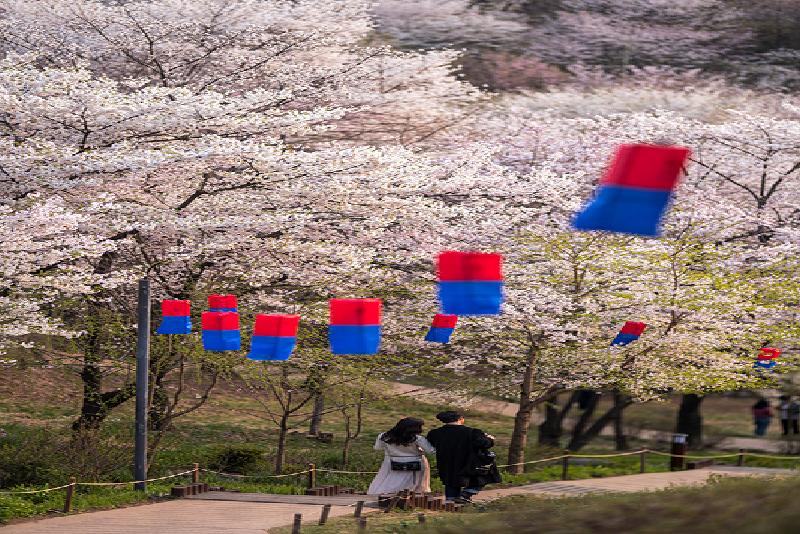 아름다운 벚꽃축제