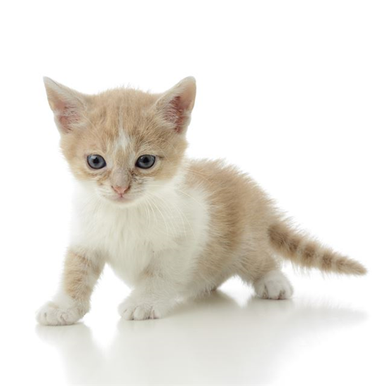 mvoting, 서울시 엠보팅