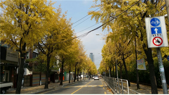 주거환경분과 1. 은행나무 열매를 깨끗하게
- 사대부고 부터 일신초 까지 은행나무길을 깨끗하게 관리할 수 있는 방안 모색