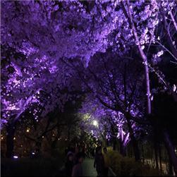야간 경관조명과 함께 장안벚꽃길을 산책해 보아요