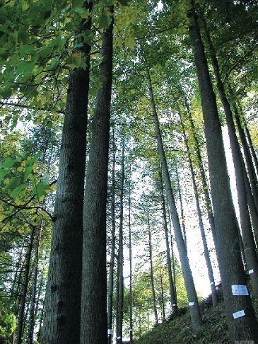 [환경녹지] 2050탄소중립해결방안, 백합나무 100그루 심기