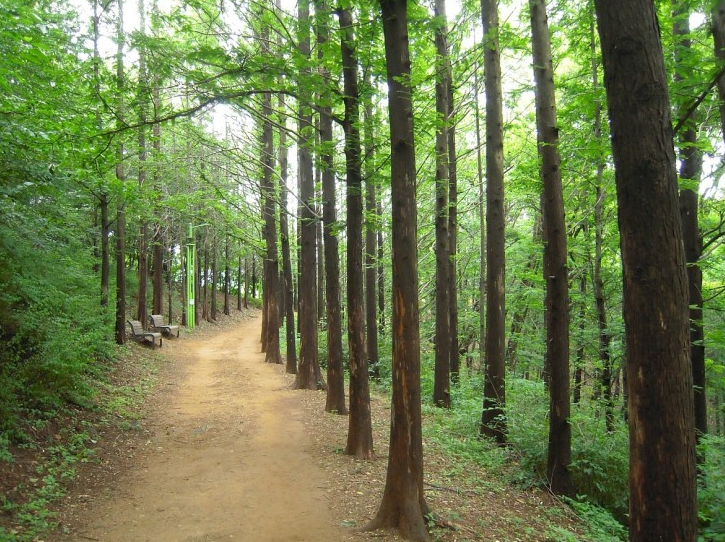 [환경녹지] 갈산공원 메타세콰이어 길 펜스 설치