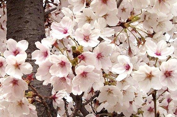 왕벚꽃 -  자생지가 제주인 왕벚꽃은 화려하면서도 단아함을 가짐. 석촌호수 벚꽃축제, 성내천 벚꽃길 등 관내에 벚꽃 명소가 많음.