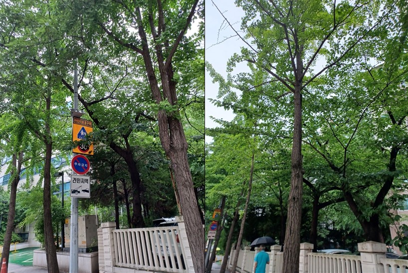 가로수 교체를 통한 가을철 보행환경 개선