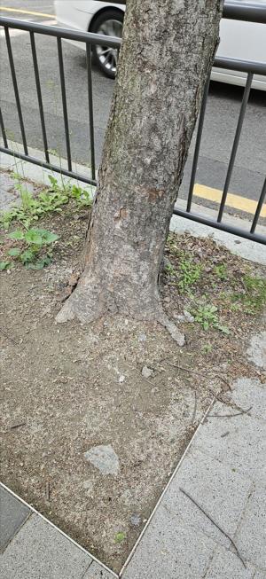 [환경녹지] 가로수 나무 밑 덮개 씌우기