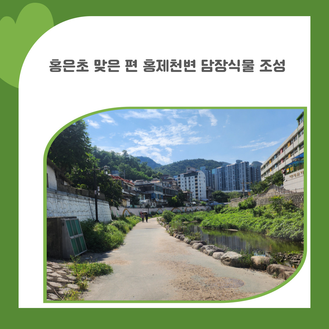 11. 홍은초 맞은 편 홍제천변 담장식물 조성
